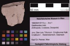 Foto (Objekt + Etiketten) von Galatheoidea indet. (NHMW-GEO-1990-0041-0115a)